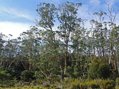 Eucalyptus subcrenulata