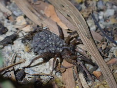 Trochosa ruricoloides