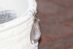 Abantiades argentata