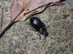 Heterotarsus