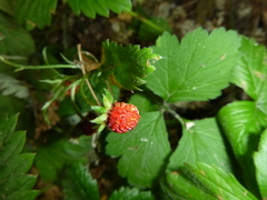 Fragaria vesca