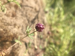 Trifolium gracilentum