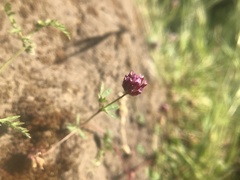 Trifolium gracilentum