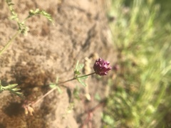 Trifolium gracilentum