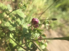 Trifolium gracilentum