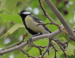 Parus major