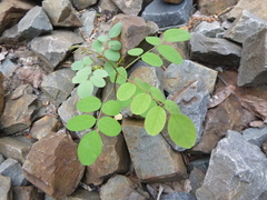 Robinia pseudoacacia