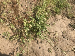 Trifolium gracilentum