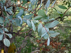 Eucalyptus subcrenulata