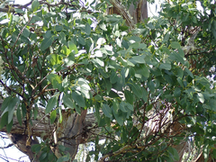 Eucalyptus subcrenulata