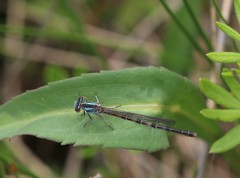 Argia alberta