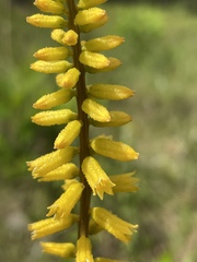 Aletris lutea image