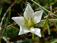 Gentianella diemensis