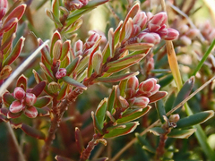 Acrothamnus montanus