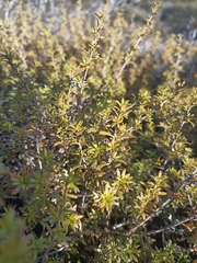 Kunzea tenuicaulis
