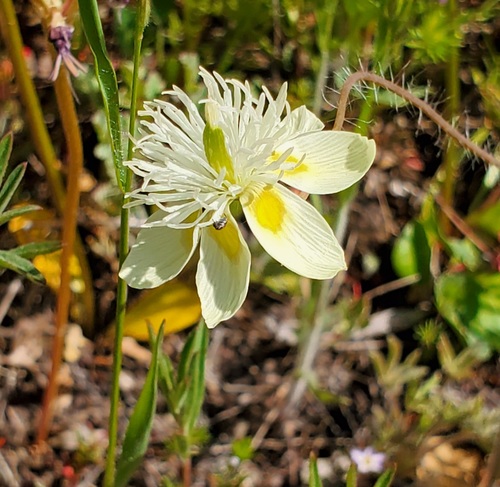 iNaturalist observation photo of creamcups