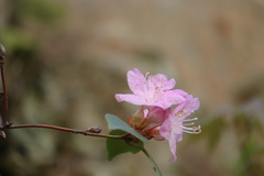Rhododendron carolinianum
