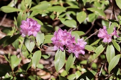 Rhododendron carolinianum
