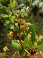 Myrcia subsessilis