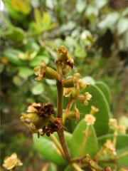 Myrcia subsessilis