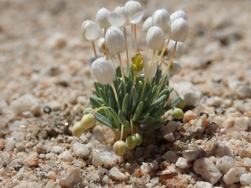 White pygmypoppy (Canbya candida)