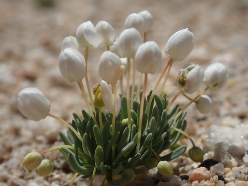 Image of Canbya candida by no rights reserved