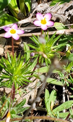 iNaturalist observation photo of Leptosiphon
