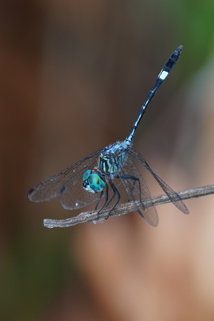Square-spotted Dasher