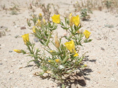 Mentzelia eremophila