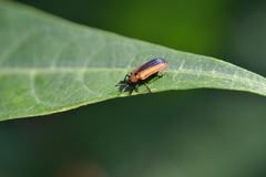 Odontota dorsalis