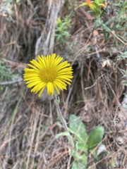 Osbertia stolonifera