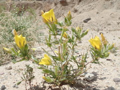 Mentzelia eremophila