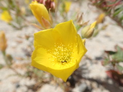 Mentzelia eremophila