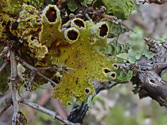 Crocodia rubella