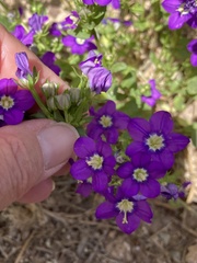 Legousia speculum-veneris