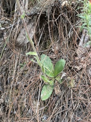 Osbertia stolonifera