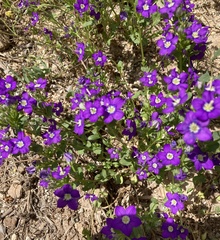 Legousia speculum-veneris