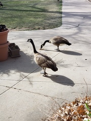 Branta canadensis