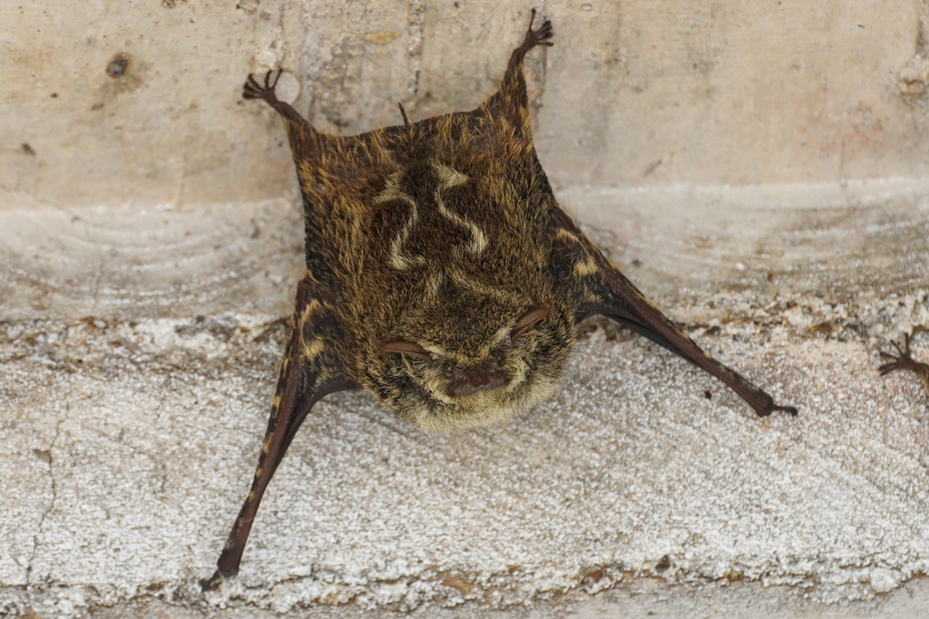 Proboscis Bat