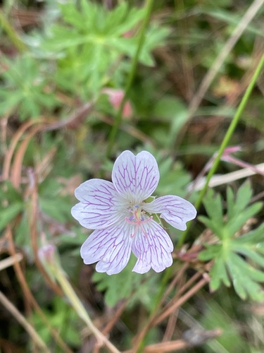 Geranium monanthum