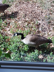 Branta canadensis