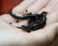 Plethodon metcalfi