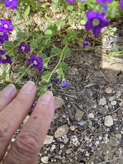 Legousia speculum-veneris