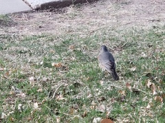 Turdus migratorius