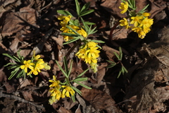 Gymnospermium altaicum