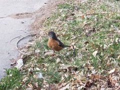 Turdus migratorius