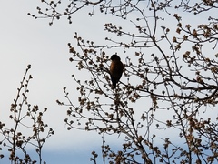 Turdus migratorius