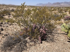 Opuntia azurea
