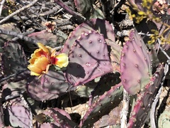 Opuntia azurea