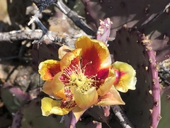 Opuntia azurea